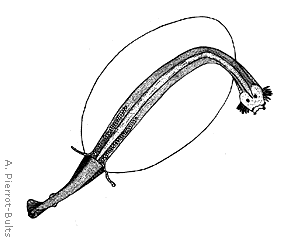 Представитель Семейства Pterokrohniidae
